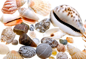 Beautiful seashells isolated on white