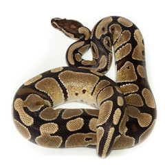 Royal, Ball Python (regius)