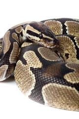 Royal, Ball Python (regius)