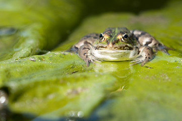 Green frog
