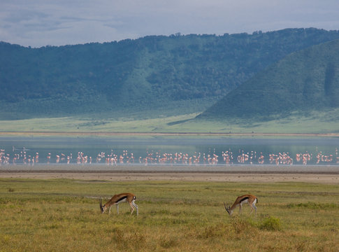 Ngorongoro gazzelle