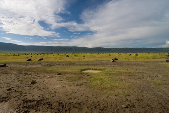 Erbivori al Ngorongoro