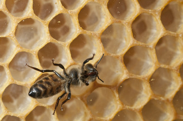 Bee in a beehive