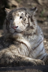 White Bengal Tiger_0497