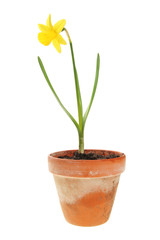 Naklejka na ściany i meble Daffodil plant in a pot