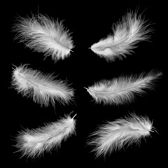Fototapeta premium white feathers