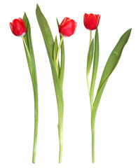 red tulips