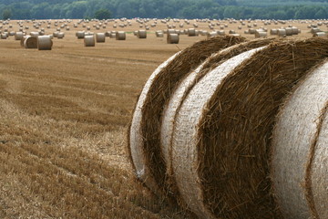 abgeerntetes Feld
