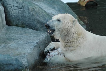 Polar bear (Ursus maritimus)