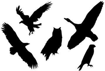 Naklejka premium Black silhouettes of birds