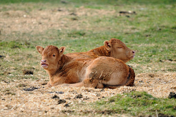 Fototapeta premium deux veaux de race limousine