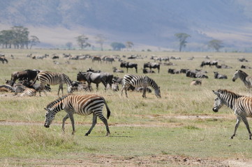 Fototapeta na wymiar Ngorongoro-Krater