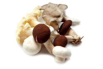 mixed of mushroom on white © Marco Mayer