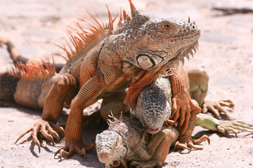 Iguanas