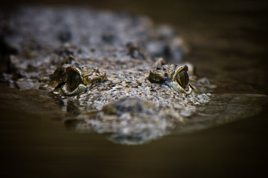 Swimming crocodile