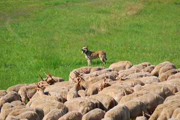 Flock of sheep with a dog, Hortobagy National Park, Hungary