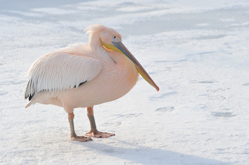 pink pelican