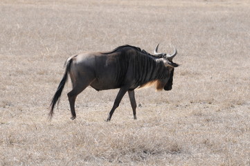 Gnu