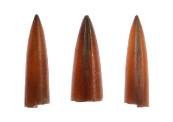 Belemnite Fossils