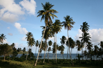 Obraz premium Caribbean Landscape