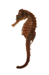 Sea Horse