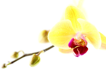 tige orchidée phaleanopsis fleur boutons floraux fond blanc