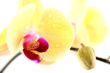 Fototapeta na wymiar phaleanopsis białe kwiaty orchidei