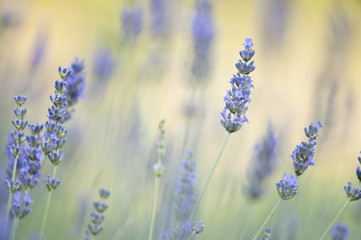 Lavander flowers