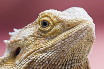 Lizard head