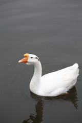 white goose swimming in lake