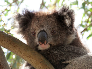 koala © nw7.eu