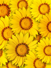 Fototapeta na wymiar Popołudniowe kwiaty Mittagsblumen