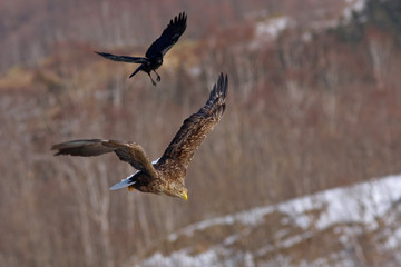 PYGARGUE QUEUE BLANCHE et CORNEILLE