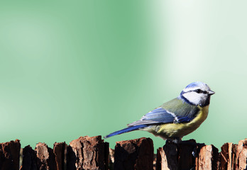 blaumeise