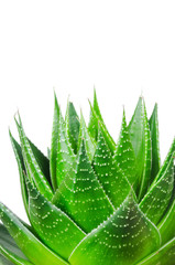 Aloe