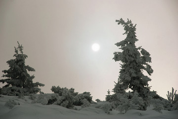 świerki we mgle 2 © GKor