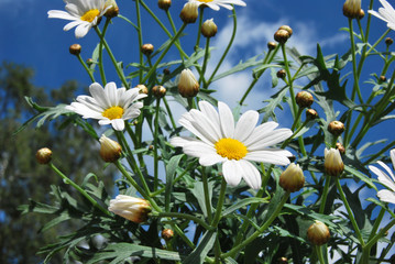 Kamilenblüte