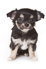Chihuahua puppy isolated on white