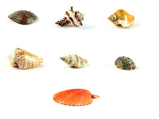Multi-coloured sea cockleshells