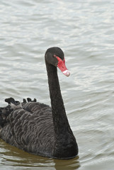 Naklejka premium Black swan