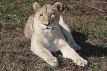 Lioness Portrait