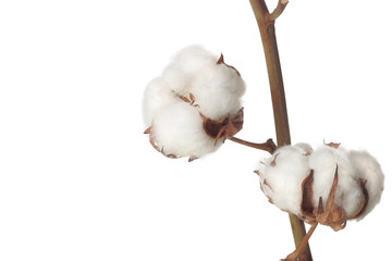 cotton bolls on white background