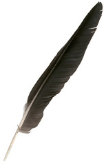 black eagle feather isolated over white background