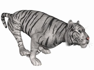 Weißer Tiger