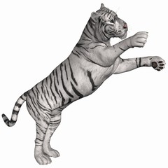 Weißer Tiger