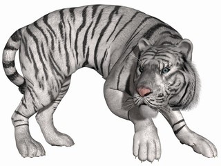 Weißer Tiger