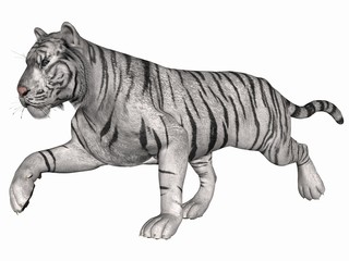 Weißer Tiger