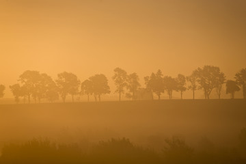 Obraz premium Misty morning tree