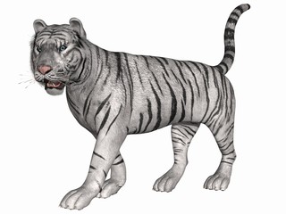 Weißer Tiger