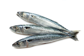 mackerel on white background